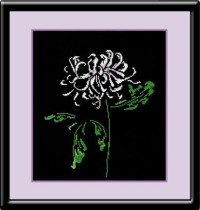 Хризантема